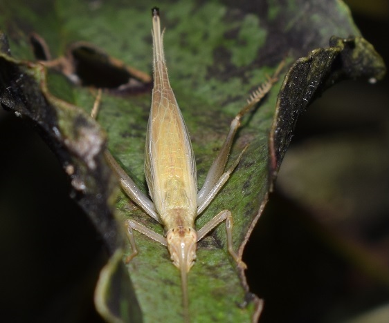 Gryllidae: Oecanthus pellucens?  S. femmina